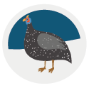 The guinea-fowl